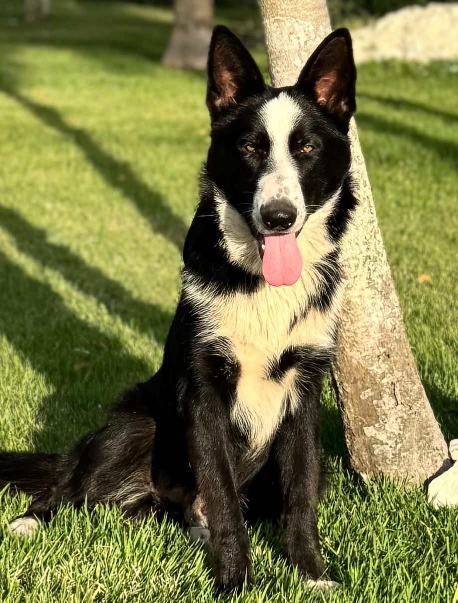 Panda Shepherd